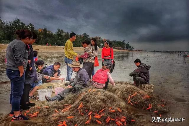 银合欢:银合欢的功效与作用 广西除了北海银滩，还有哪些海边值得去玩？