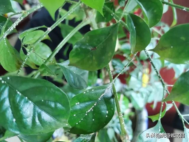 虫卵:请问叶子一层白虫卵怎么办？