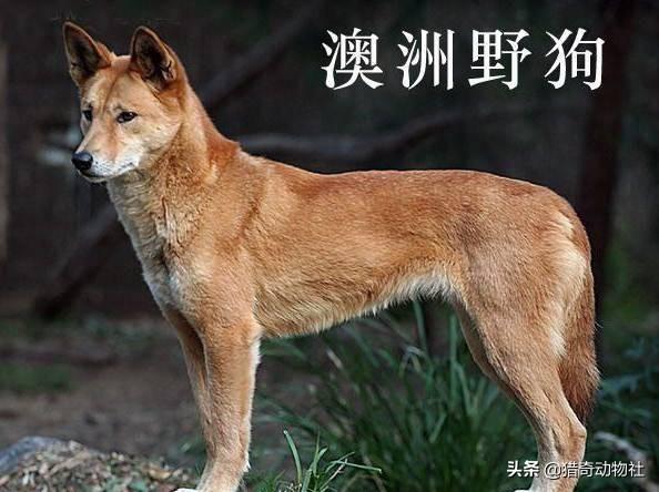 澳洲野狗vs鬣狗:狼和野狗哪个野外独立生存能力强、寿命长？