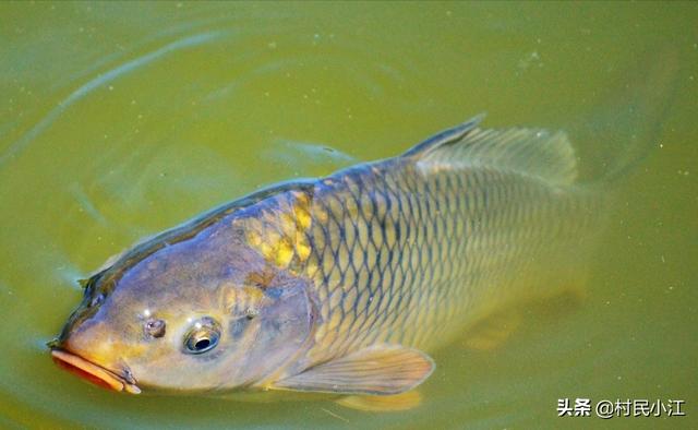 观赏水族疾病防治学:早春家鱼养殖疾病多发如何预防？