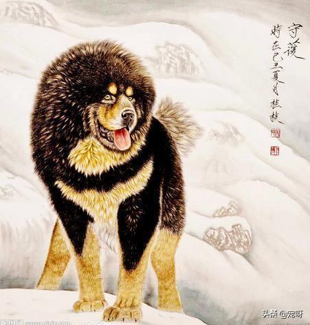 狗语者 藏獒:藏獒有时候对主人吼叫啥意思？