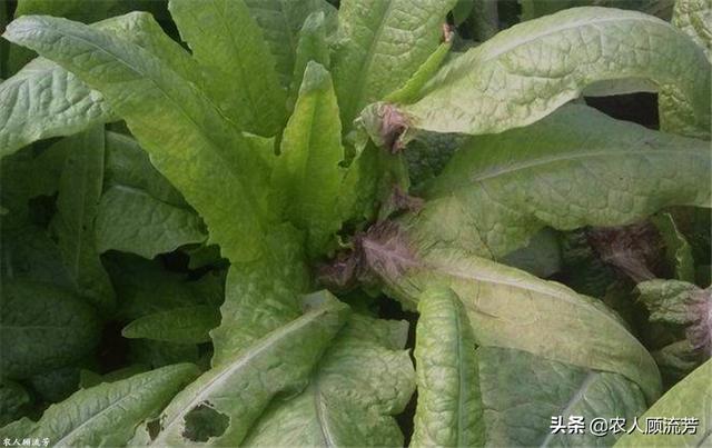 软腐病:软腐病用什么药最好 大葱软腐病有什么危害，怎样去防治？