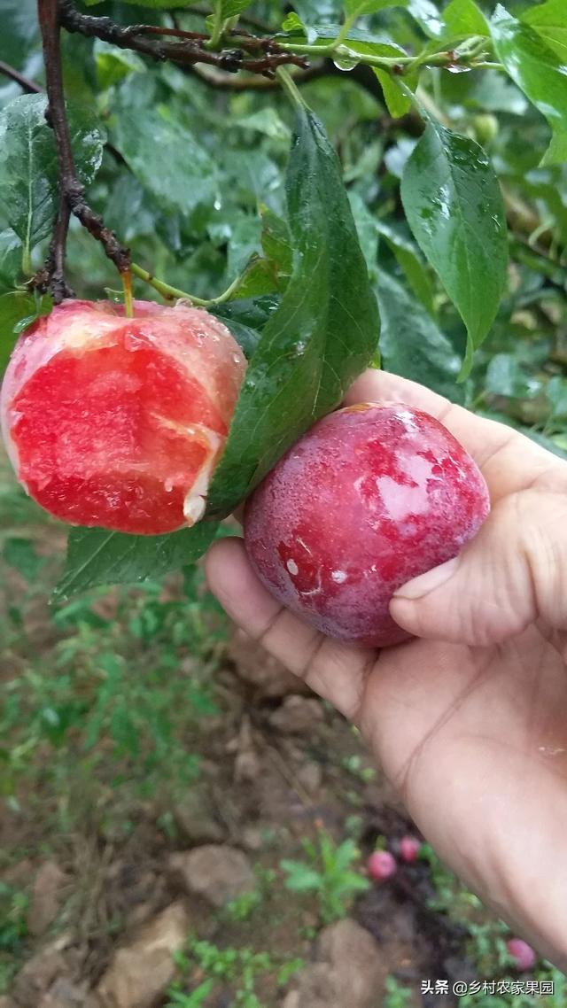 头条问答 - 红香妃李子是红肉杏李吗?比恐龙蛋好吗?(2个回答)