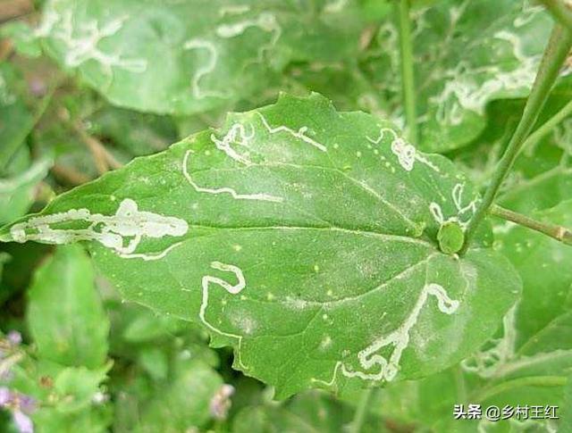 头条问答 - 如何防治马铃薯的潜叶蝇?(10个回答)