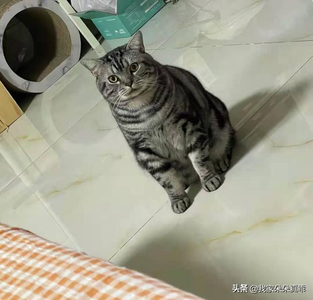 美士幼猫猫粮哪个牌子好:有没有平价一点的幼猫猫粮推荐？