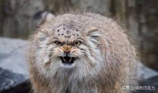 宠物猫科动物:狞猫真的可以作为宠物吗？