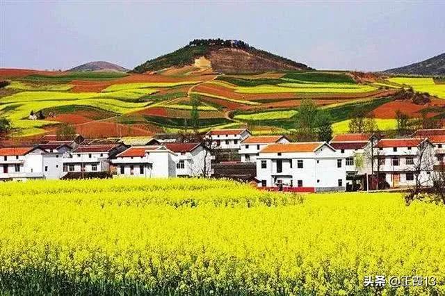 去哪里看油菜花(去哪里看油菜花最好看)