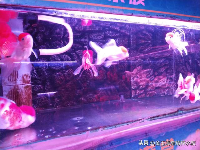 多彩鹦鹉设计素材:宝蓝迷你鹦鹉背景纸选什么颜色好？