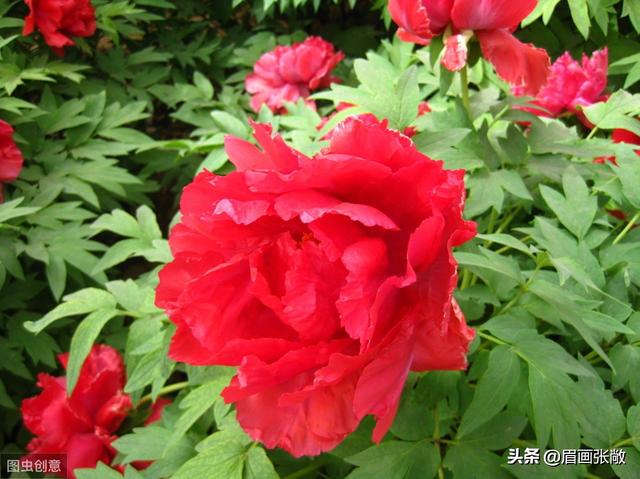画壁中的牡丹:《红楼梦》中以花喻人，为什么宝钗被喻为牡丹花？