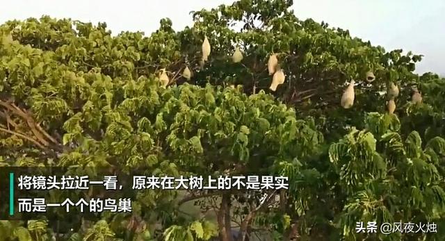 华丽琴鸟的叫声:无人机拍到参天大树“结满果实”，镜头拉近，让人惊呼，咋回事？ 琴鸟的叫声视频
