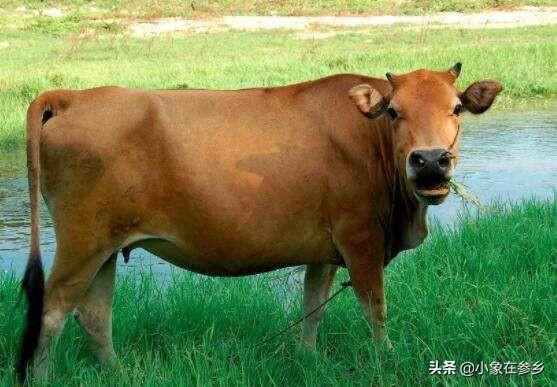 牛得了肝吸虫病症状:牛有机磷农药中毒如何防治？