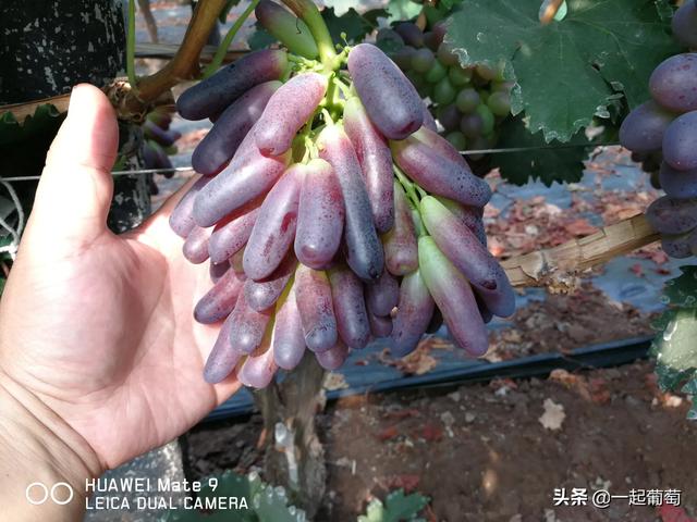 蓝宝石葡萄种植方法:全网最火的蓝宝石葡萄，真的如此神奇吗？该如何种植呢？