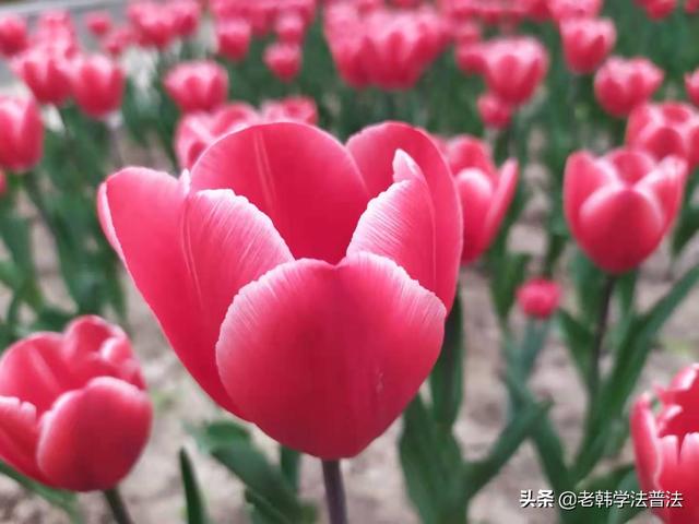 马化腾的微信会没落吗，可能会被什么软件取代