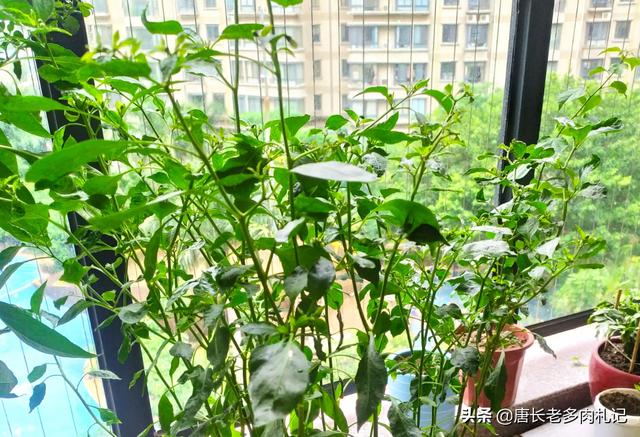 多肉酒精去介壳虫:多肉长介壳虫用酒精可以吗 多肉植物该不该在室外养？