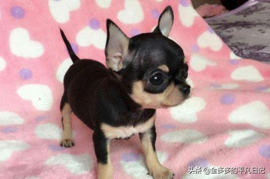杂交的吉娃娃好养吗:吉娃娃适不适合在城市养，有什么优缺点吗？