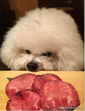 比熊狗粮对泪痕好:比熊爱你会有哪些表现呢？