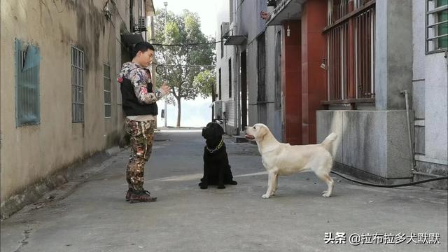 拉布拉多护卫犬:想养只护卫犬，什么品种好？