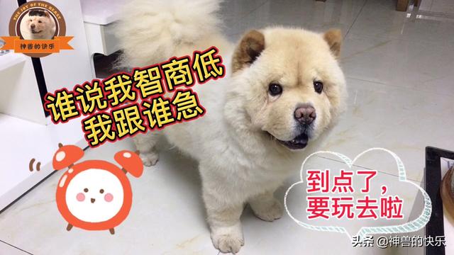 当猫爱上狗百度云:你喜欢小动物吗？猫和狗选择一个，你会选择谁，为什么？