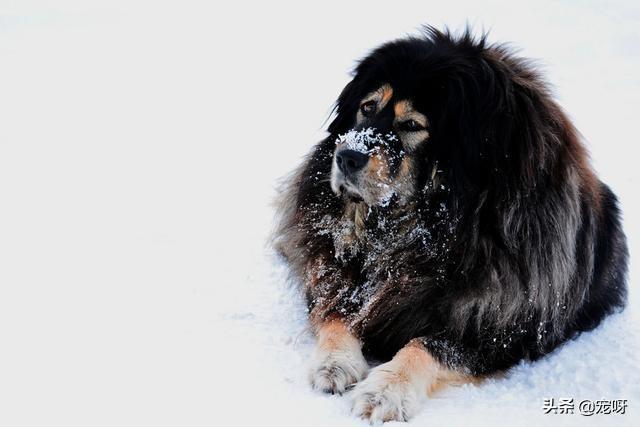 看门犬:在农村用来看门，是喂个狗好还是喂个大鹅好？