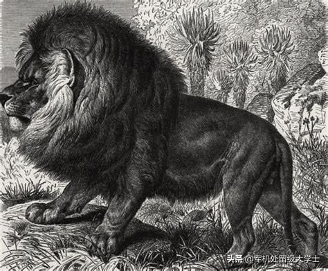 开普山红酒，如果开普狮没有灭绝会完虐老虎吗