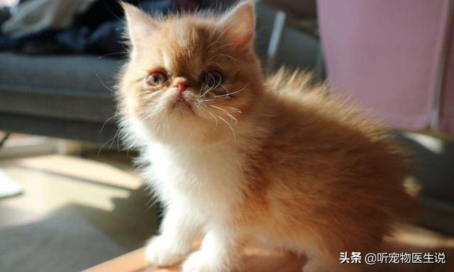 猫做抗体检查需要多少钱:猫三联后，做抗体检测有必要吗？