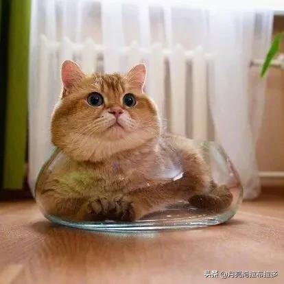 猫的品种及图片:想咨询图片里的是什么品种的猫咪？ 各种猫图片大全