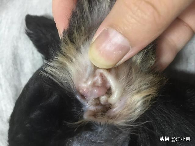 猫耳螨对人有什么症状:小苏打能给猫咪治疗螨虫吗？