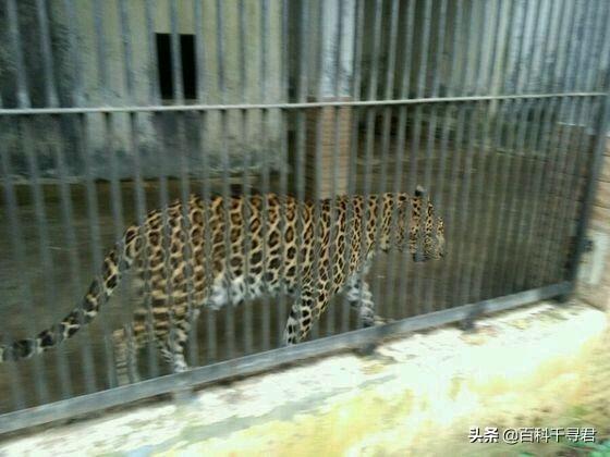 南宁野生豹猫:野生豹猫可以家养吗 广东的华南豹是如何消失的？