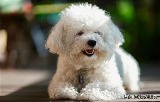 狗狗绝育手术后尿有点血:狗狗绝育后会有哪些变化？