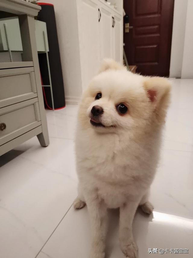 母狗:小母狗好不好养？应该注意什么？