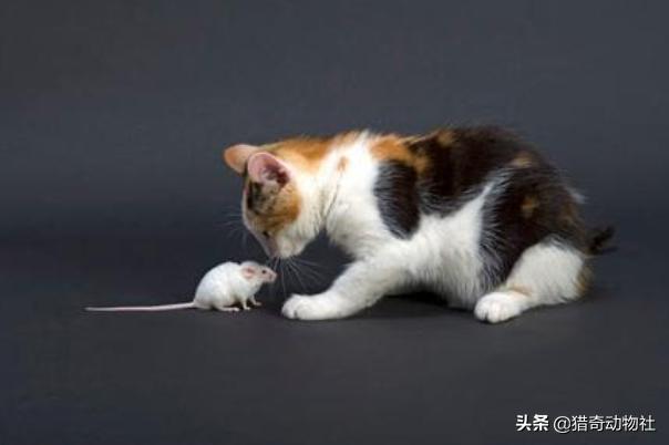 老猫捉老鼠:猫抓到老鼠后，不是直接吃掉，而是玩耍，为什么老鼠不敢跑呢？ 怎么捉老鼠