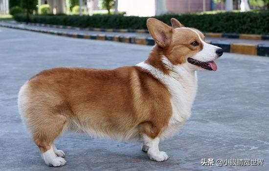 柯基断尾:一个月的柯基怎么断尾？需要注意什么？