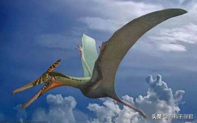 军舰鸟的特点:请问恐龙时代的翼龙究竟有多重？它是怎么可以在天上飞的？