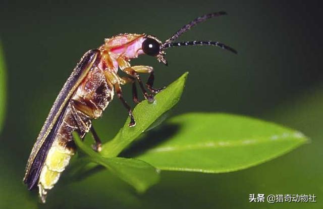 萤火虫为什么会发光:萤火虫为什么可以发光？是不是有荧光剂？