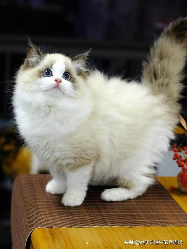 嘉兴布偶猫园:第一次养猫养起司还是布偶？
