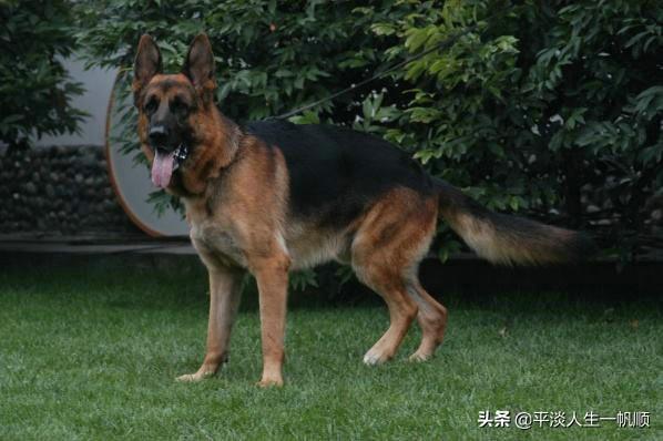 斗狗咬死流浪狗视频:小偷在盗窃过程中，被狗咬死，本主负法律责任吗？ 斗狗比赛咬死狗视频