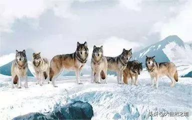 狼王与藏獒:一只优秀的原生藏獒，能够打得过青狼獒吗？为什么？