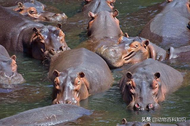 须鲸呼息图片:如果鲸鱼在海中被绑住，不让它上浮会不会憋死？