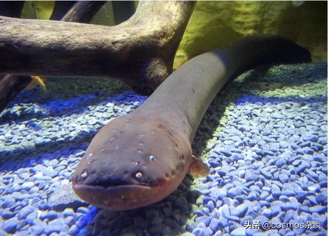 电鳗为什么会放电进化:带电的生物，电是如产生和存储的，如电鳗，电鳐等？