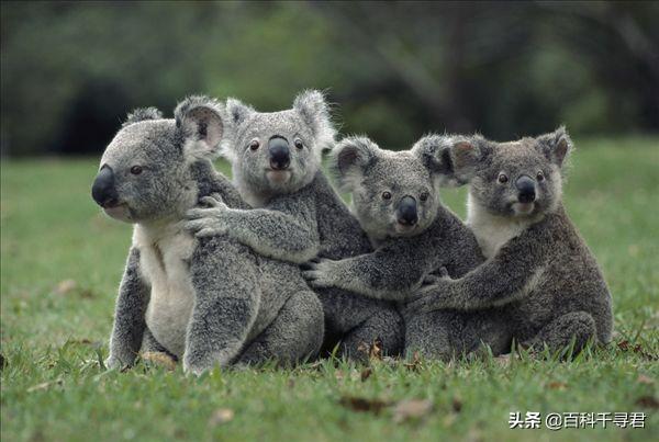 澳大利亚三大国宝动物，澳洲国徽上的动物是袋鼠和鸸鹋！为什么没有考拉谁才是国宝