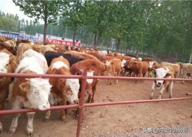 香猪养殖前景:养100只香猪一年后挣钱吗？不出意外能挣多少？