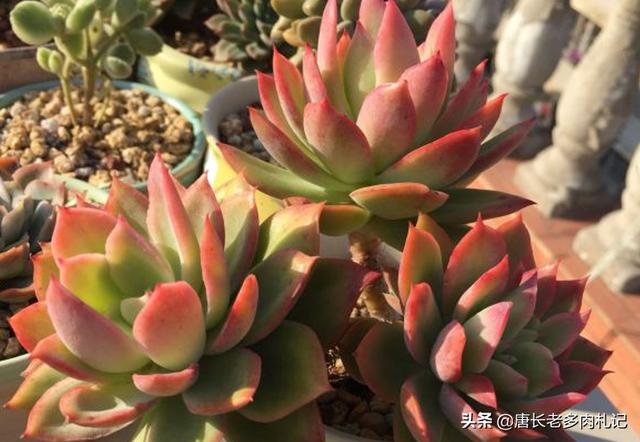 多肉大和锦根能长多粗:多肉植物金辉和三色堇容易出状态变色吗？
