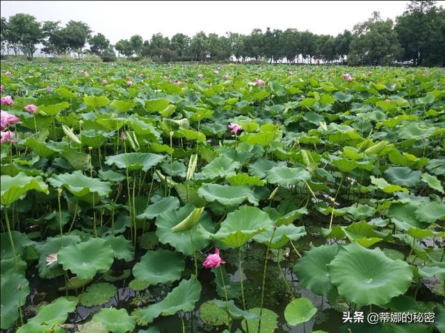 武当山预约：武当山景区门票预约