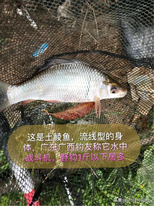 如何钓鲮鱼(如何钓鲮鱼钓鲮鱼调漂)