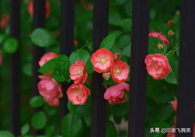 抑郁症鹦鹉能治好不:鹦鹉得抑郁症为什么会把毛扒光？