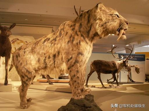 十大灭绝的可怕古生物，史前人类时期存在的可怕动物有哪些