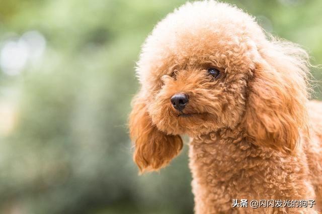 泰迪体臭:两个多月的泰迪为什么掉毛？