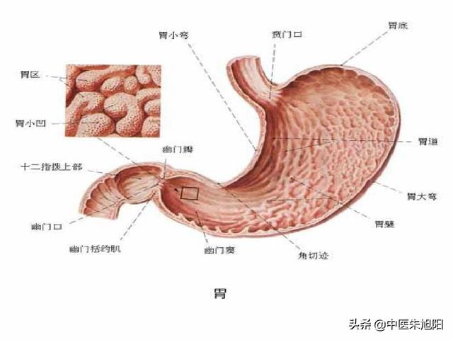 郑小米1215:肠胃虚寒有什么症状，应该吃点什么？