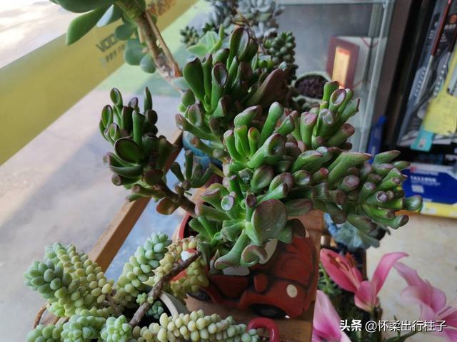 冰灯玉露繁殖:冰灯玉露繁殖方法 不同品种的多肉植物价格也不同，哪个品种最贵？