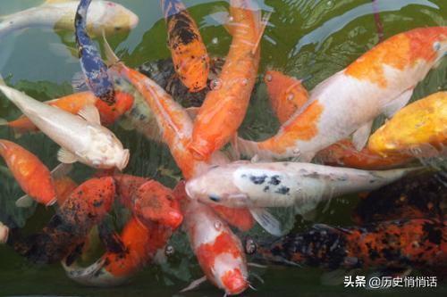 李莲英的舌头特别长:慈禧六十大寿时，为何李莲英放鸟鸟不飞，放鱼鱼不走